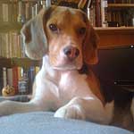 beagle kedvenc